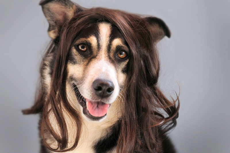 salon-coiffure-CALLAS-min_dog-1776721